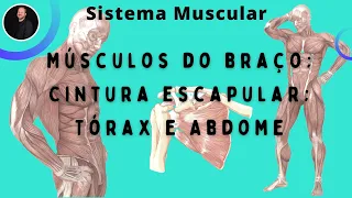 Sistema Muscular Esquelético: Músculos do braço, cintura escapular, tórax, dorso e abdome.