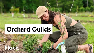 Permaculture ORCHARD GUILD Framework — Ep. 136