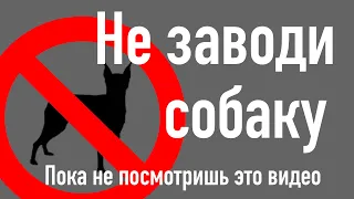 10 ПРИЧИН НЕ ЗАВОДИТЬ СОБАКУ