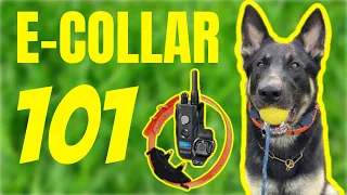 Introducción al E-Collar. ¿Qué son los e-collares y cómo se usan?