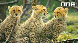 Cheetah cubs learn a valuable lesson in hunting... 😲 BBC