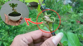 Cek Hasil Program Sancang Pelintir Extrem || Premna Microphylla