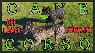 Cane Corso Exercise: Bonding with Obedience