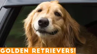 The Funniest & Cutest Golden Retriever Compilation of 2018 | Funny Pet Videos