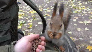 Немного про Ушастика и Дикого бельчонка / A little bit about Ushastik and the Wild Squirrel