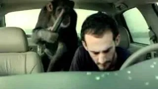 Autodiebstahl Affe