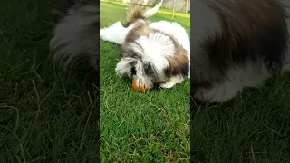 🐶Shih🐾Tzu😛Puppy😱#shorts #viral #youtubeshorts #shihtzu #puppy #tiktok #dog #video #bhoot #song