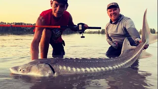 How To Catch White Sturgeon From Shore! The Best Shore Fishing White Sturgeon Rig Setup! Hellcat Rod