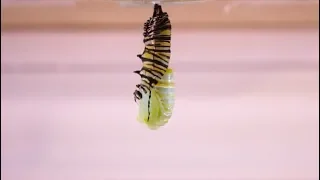 Monarch Caterpillar Transforms Into Chrysalis