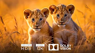 12K HDR 120fps Dolby Vision with Animal Sounds (Baby Animals)