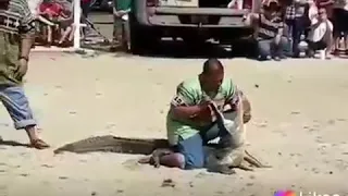 TRICK GONE WRONG - CROCODILE JAWS  CLAMPS MAN'S HEAD