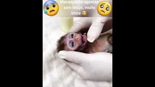 filhote de macaquinho agoniza sem um braço 😢 #macaco #monkeys #viral