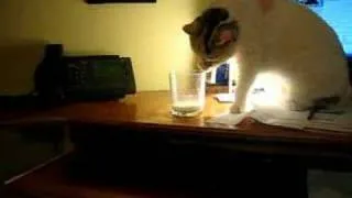 My Cats Unique Way of Drinking Milk