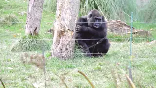 Zoochosis   The living conditions of animals in captivity