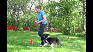 How to teach your puppy to heel - 1st lesson