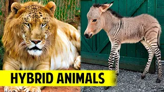 10 HYBRID ANIMALS You Won't Believe Actually Exist 🐯+🦁?