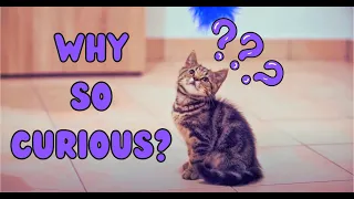 The Science of Cat Curiosity: Why are Cats So Curious?