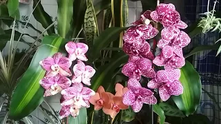 Орхидеи,🌿 КАК ПОЛИВАТЬ🌸ЗАМАЧИВАНИЕМ  или ПРОЛИВОМ🤔 🍀(16.01.2021)