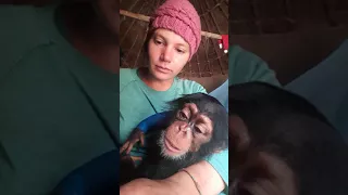 Orphaned Chimp Tita Bonds With Her Surrogate Mother