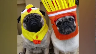 Cutest and Funniest Pug Funny Moments of 2019 || Monkoodog