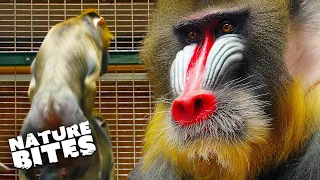 Mandrill's Son Crosses the Line with Dad's Girlfriend |  The Secret Life of The Zoo | Nature Bites