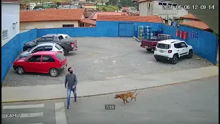 Hombre es atropellado por un perro 🐶