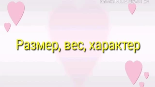 Сравнение.Кто лучше Чихуахуа или Йорк?