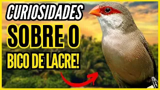 [VEJA AGORA] FATOS E CURIOSIDADES SURPREENDENTES SOBRE O BICO DE LACRE QUE VOCÊ NÃO SABIA!