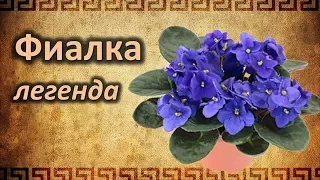 Почему Фиалка - цветок одиночества? Легенды и Мифы о Фиалке.