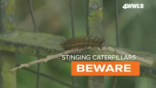 Beware of stinging caterpillars this Spring