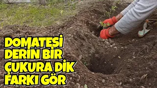 Domatesi Derine Dik, Köklensin, Bol Bol Ürün Versin