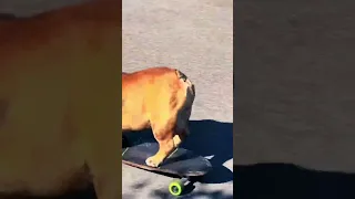Hilarious Bulldog SHREDS On Skateboard!