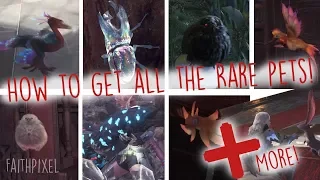 Monster Hunter World - How To Get All The Rare Pets! (Guide/Tutorial)