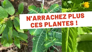 3 plantes que vous ne devez plus arracher !