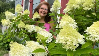 Hydrangea Propagation Made Easy: Step-by-Step Guide for 2023 // Gardening at the Simongetti North