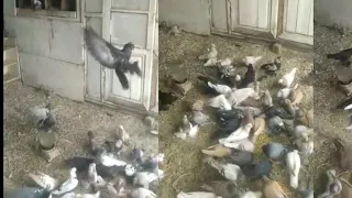 Жакшы ойногон Кептерлер"" Голуби Когучкон Көгүчкөн Pigeons