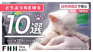 【まとめ】どうぶつ (動物) ニュース10選【癒やし】 (2021年12月～2022年1月)