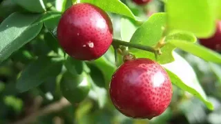 Health Benefits of Limeberry - Triphasia trifolia