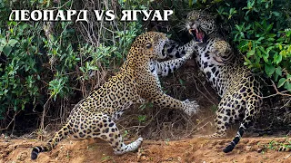 ЯГУАР VS ЛЕОПАРД: Кто из этих двух больших кошек сильнее | Интересные факты про ягуара и леопарда