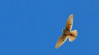 American Kestrel Nest Box Study - Full length documentary