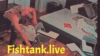 Fishtank.live Frank Hassle kicked off the tank. He destroys house. (Day 26)