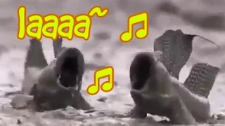 Singing Demonic Fish