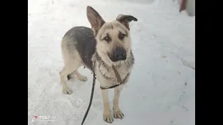 Почему люди выбрасывают овчарок? Добро пожаловать в приют, Найда...