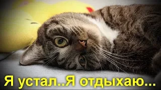 Я устал..Я отдыхаю... Котяра релаксирует. Приколы с котами