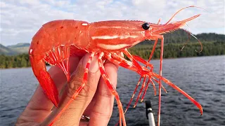 HOW TO Catch and Cook Buttery, Juicy SPOTTED PRAWNS!! 💰 $1,500 Worth Caught!! 💰