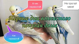 Первые дни волнистого попугая дома. Как и в чем везти попугая?