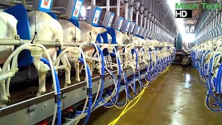 Amazing Modern Automatic Sheep Farming Technology - Fastest Shearing and Milking Machines