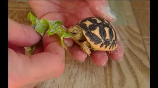 cute turtle eating leaf 😍