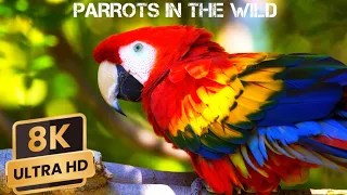 MACAW PARROTS 8K - RELAXING MUSIC WITH COLORFUL BIRDS IN THE RAINFOREST