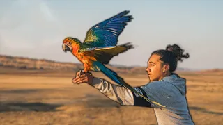 16yr Old Freeflight Trains His Macaw To Fly Outdoors!